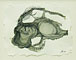 Fossils 5