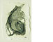 Fossils 7